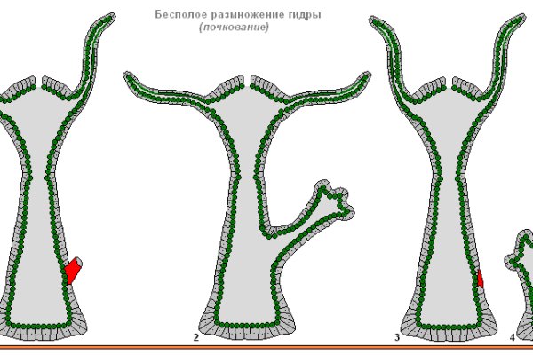 Блекспрут онион